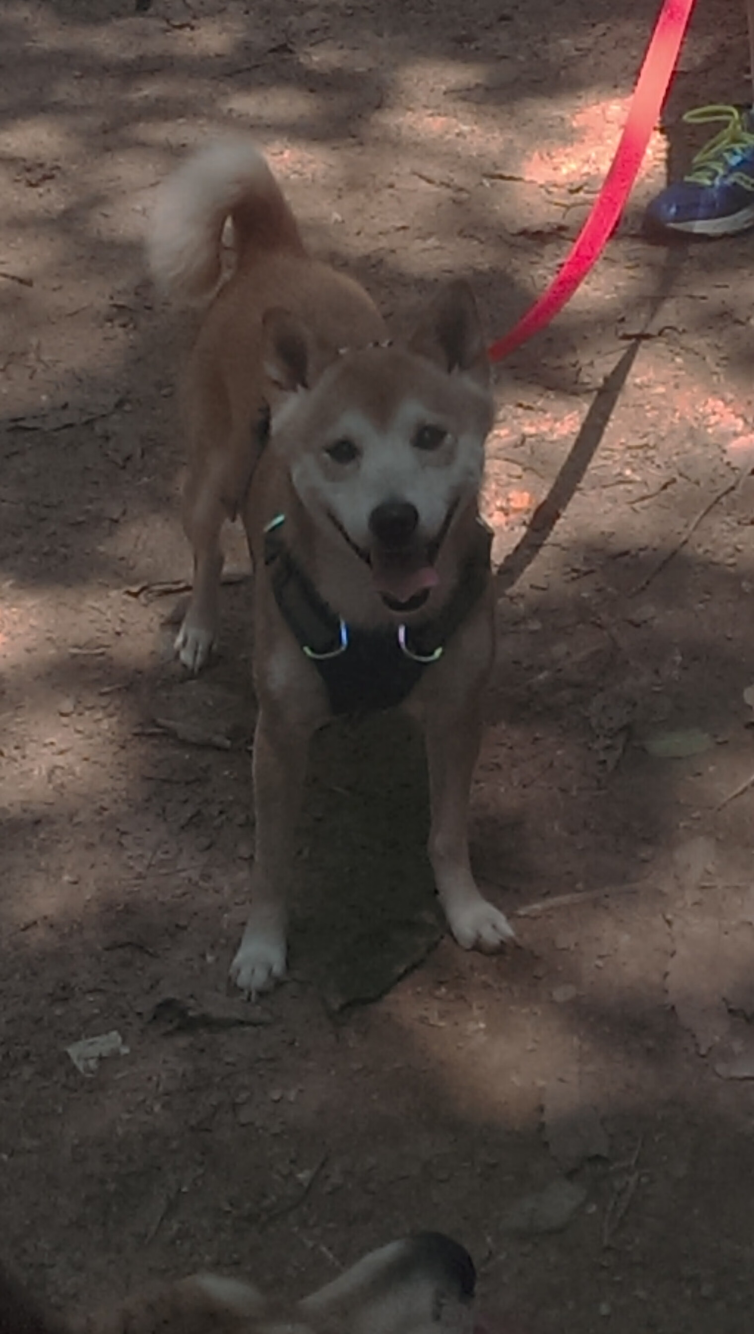 九游网-技术数据显示自由泳冠军滑行占比超20%，自由泳 滑行