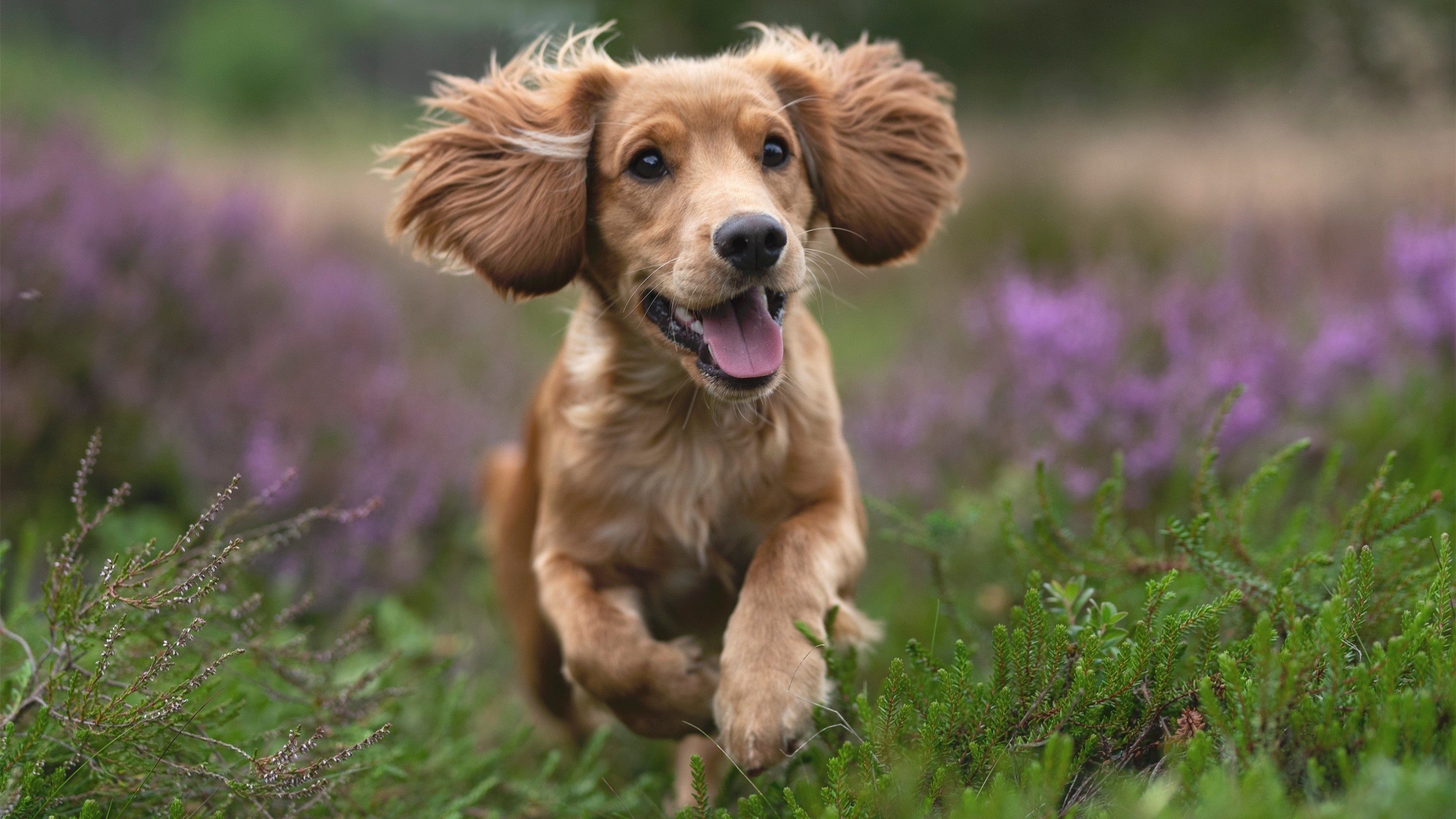 九游下载安装-法国橄榄球队的表现稳定，国际市场认可度提升，法国橄榄球国家队