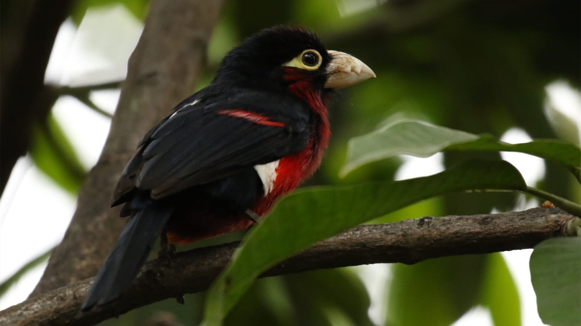 九游网页版官网-瑞·弗兰：他是全黑队“攻防一体”的代表，每次出场都充满威胁