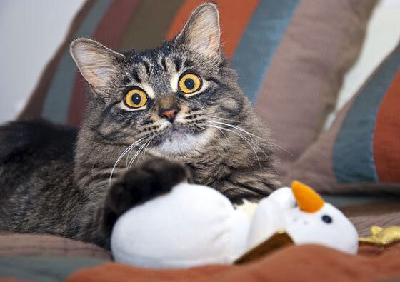 九游sports-苏炳添新纪录被写入体育教材推广，苏炳添授课